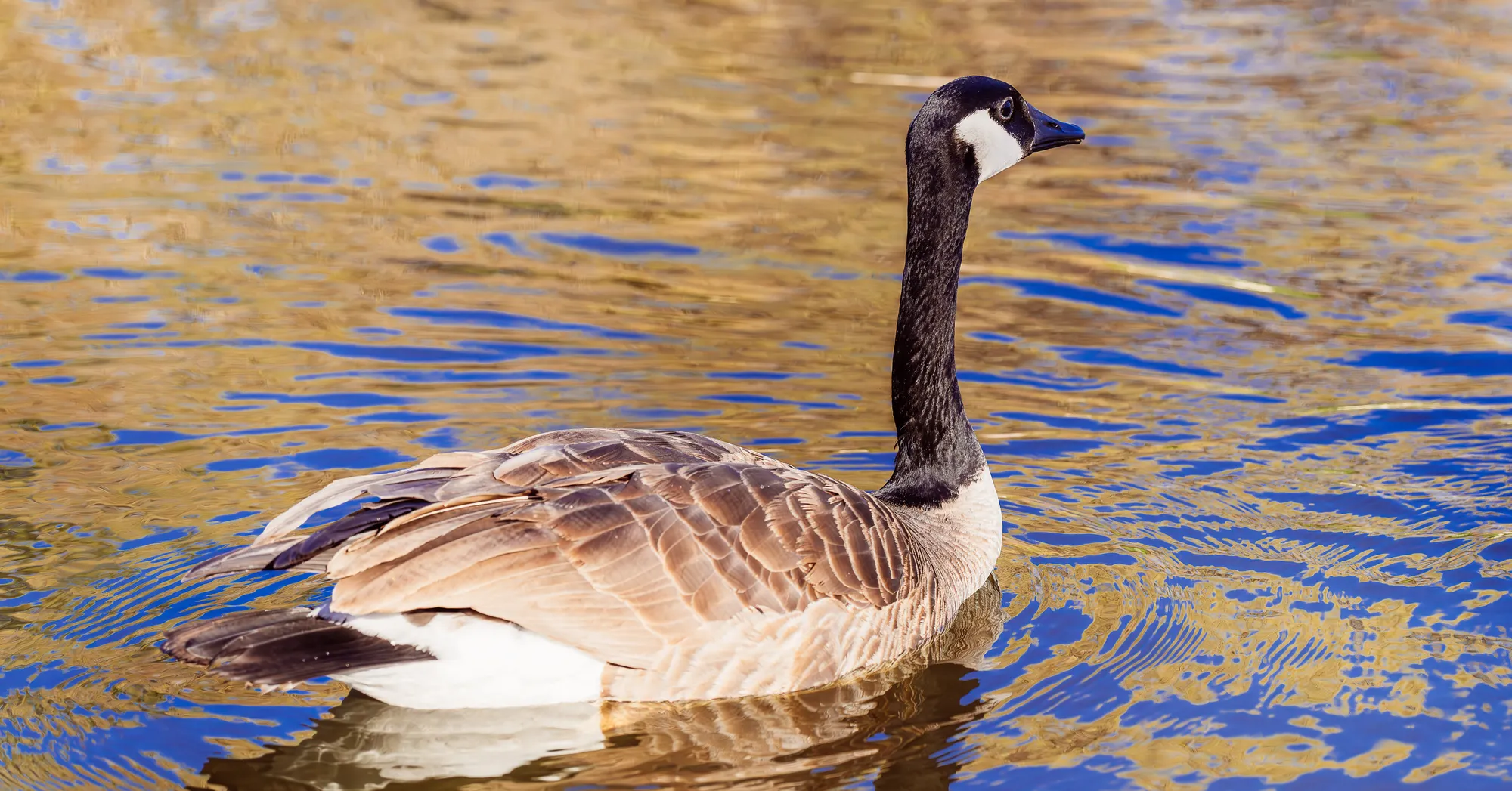 Gilded Current — Wildlife