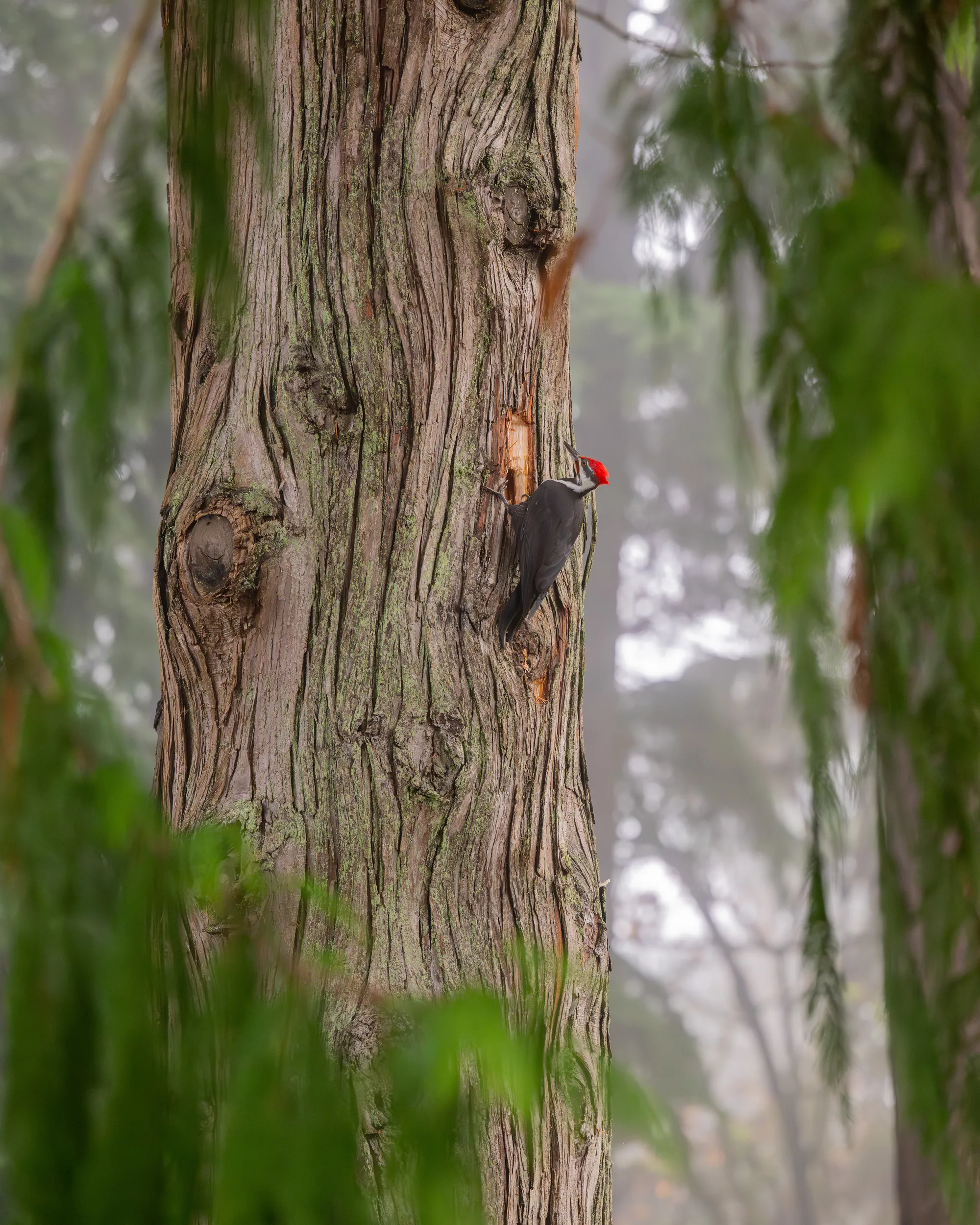 Wildlife Woodpecker 2 — Wildlife